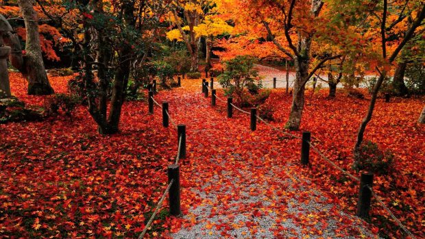Free download Fall Leaves Wallpaper HD.