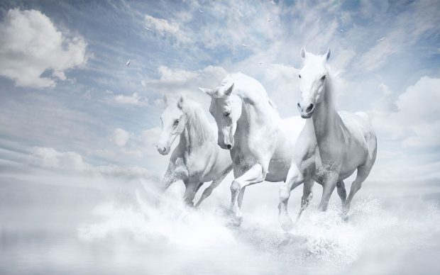 Free download Horse Wallpaper.