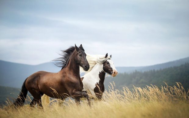 Free download Horse Wallpaper HD.