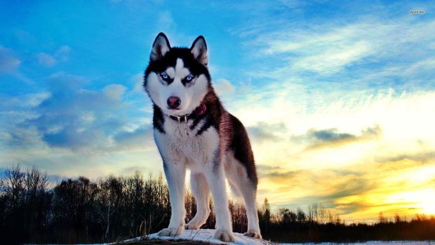 Free download Husky Wallpaper HD.