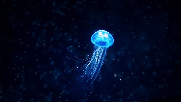 Free download Jellyfish Wallpaper HD.