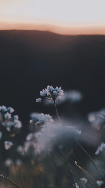 Free download Nature Aesthetic Backgrounds.