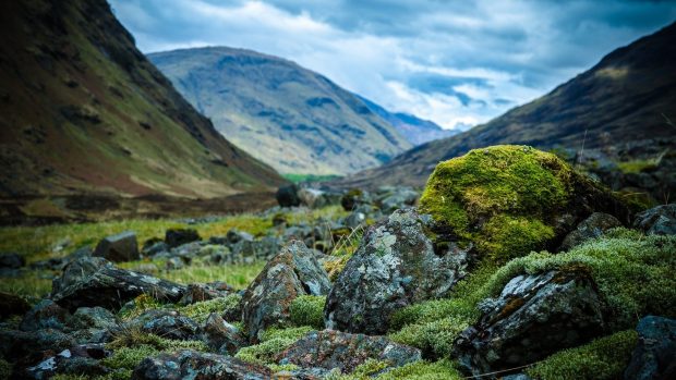 Free download Nature Backgrounds.