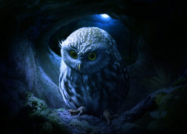 Free download Owl Wallpaper.