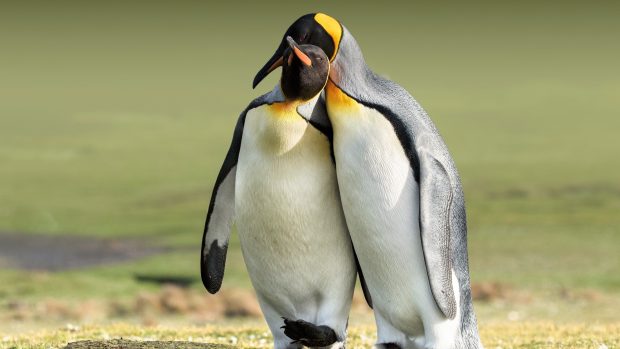 Free download Penguin Image.