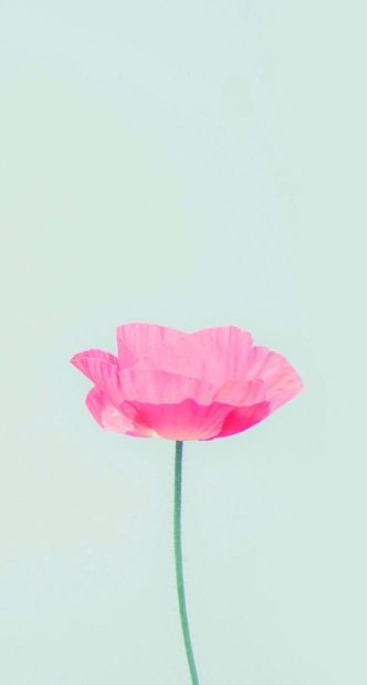 Free download Pinterest Cute Backgrounds HD Flower.