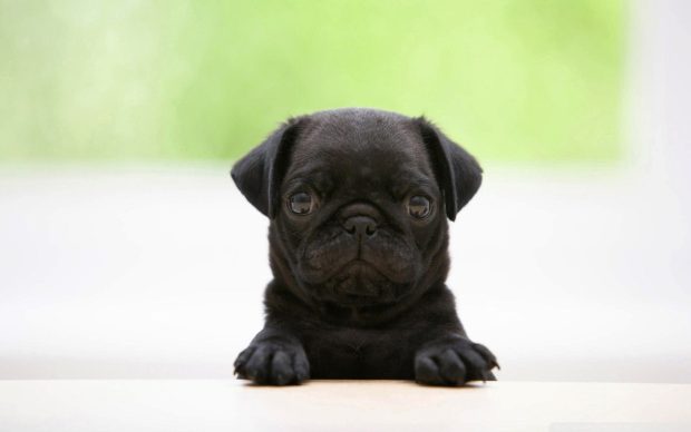 Free download Pug Image.