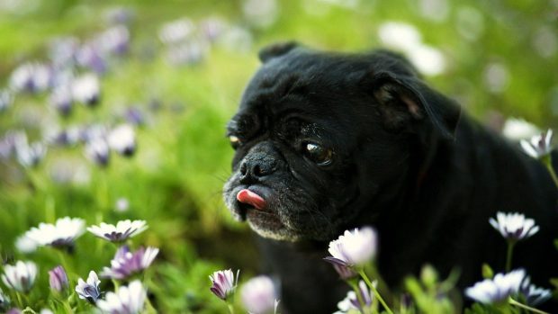 Free download Pug Wallpaper.