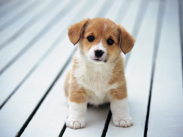 Free download Puppies Wallpaper.