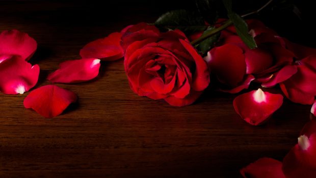 Free download Rose Wallpaper HD.
