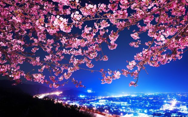 Free download Sakura Picture.