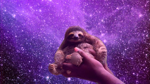 Free download Sloth Wallpaper HD.