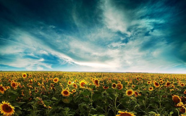 Free download Sunflower Image.