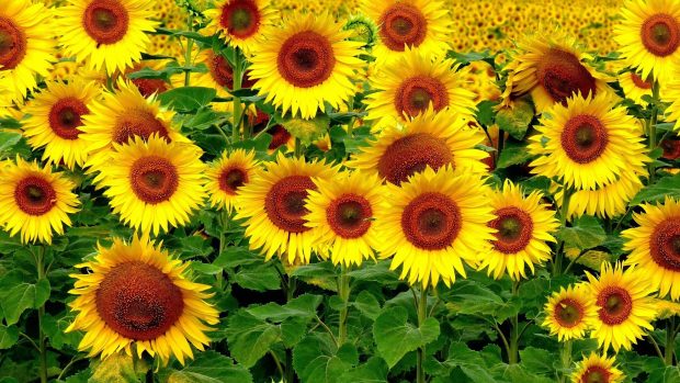 Free download Sunflower Wallpaper HD.