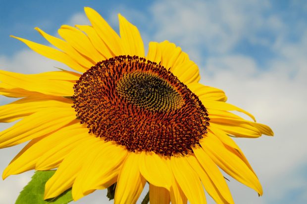 Free download Sunflowers Image.