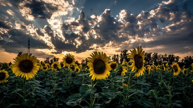 Free download Sunflowers Wallpaper.