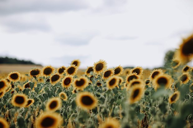 Free download Sunflowers Wallpaper HD.