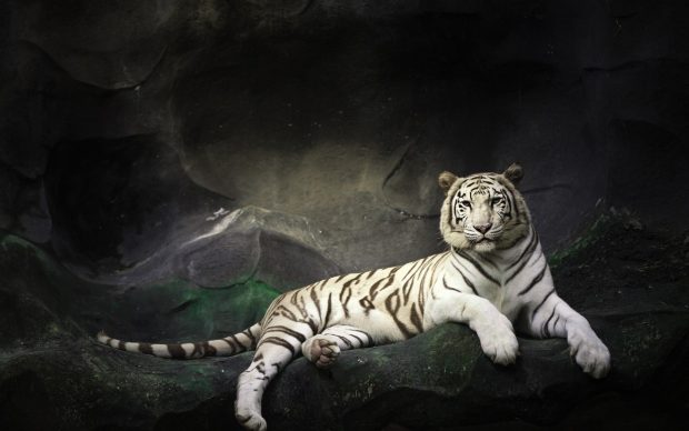 Free download White Tiger Image.
