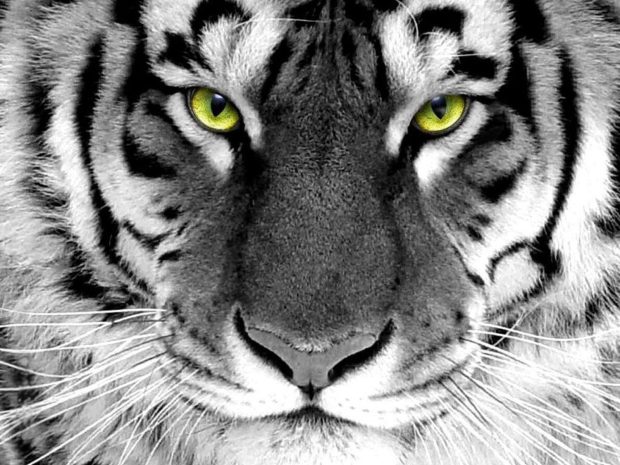Free download White Tiger Wallpaper.
