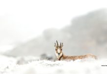 Free download Winter Animal Wallpaper HD.