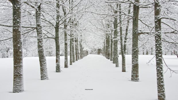 Free download Winter Forest 4K Wallpaper HD.