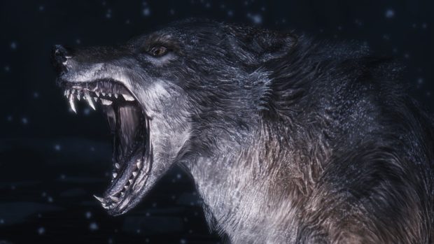 Free download Wolf Wallpaper HD.