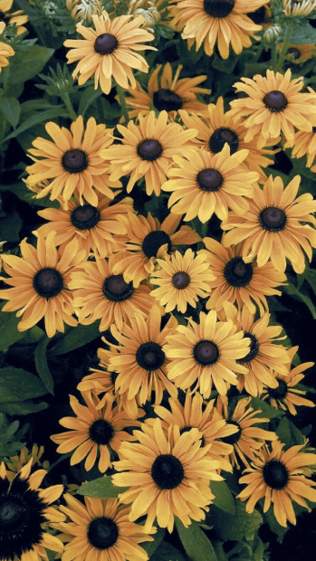 Free download iPhone Aesthetic Sunflower Wallpaper.