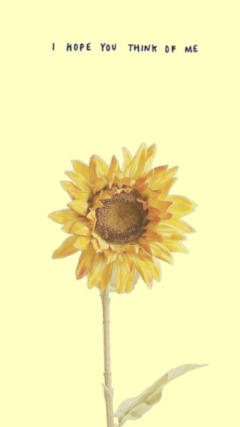 Free download iPhone Aesthetic Sunflower Wallpaper HD.