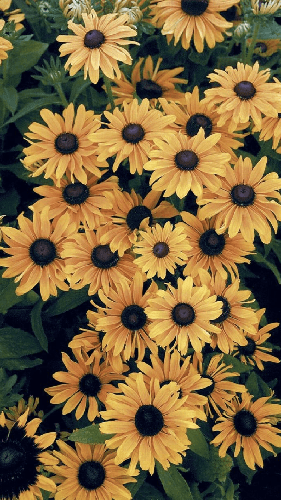 iphone sunflower wallpaper