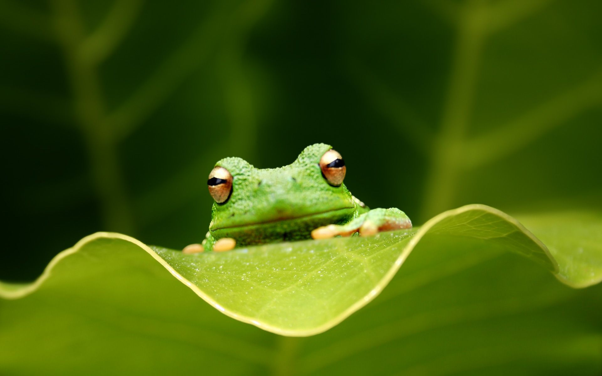 green tree frog wallpaper