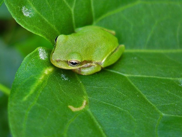 Frog Wide Screen Wallpaper HD.