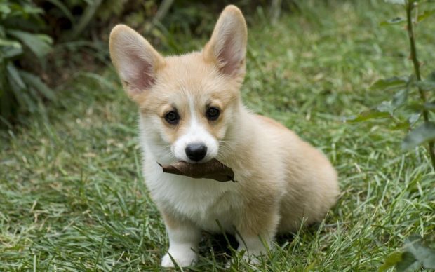 Funny Corgi Wallpaper HD.