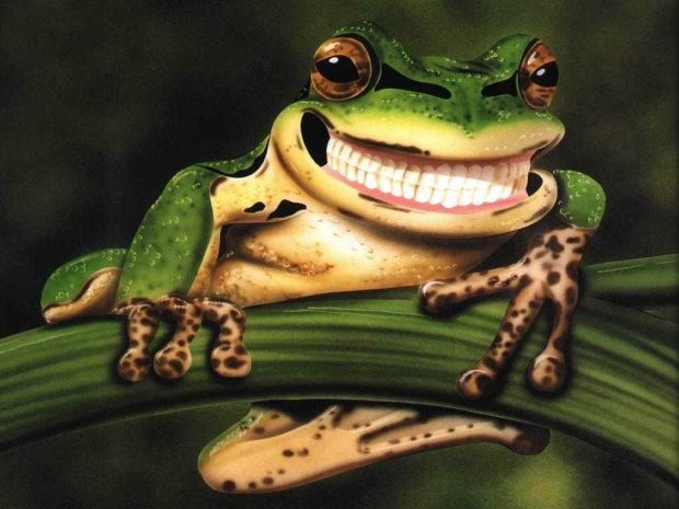 Funny Frog Wallpaper HD.