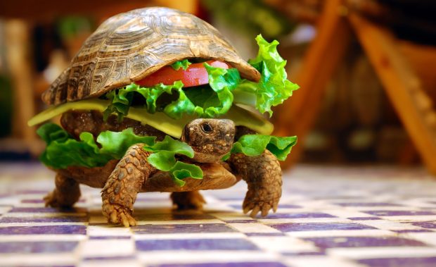 Funny Turtle Wallpaper HD.