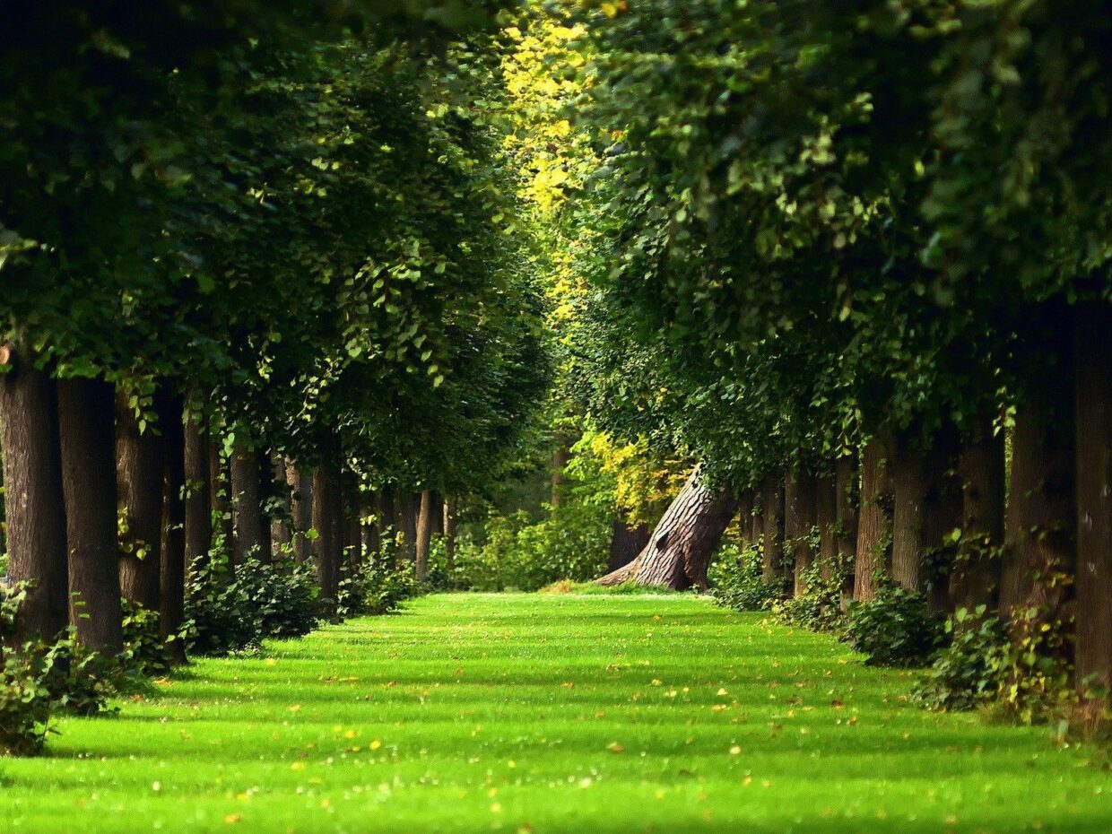 Garden HD Wallpapers - PixelsTalk