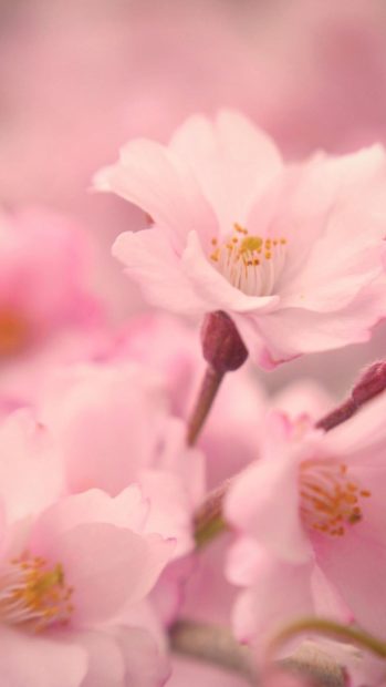 Girly Cute Wallpapers For Iphone Flower.