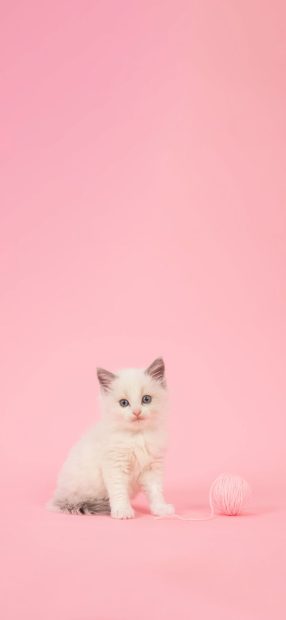Girly Iphone Cute Wallpaper Pink Cat.