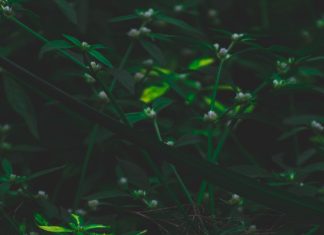 Green Aesthetic Background Free Download.