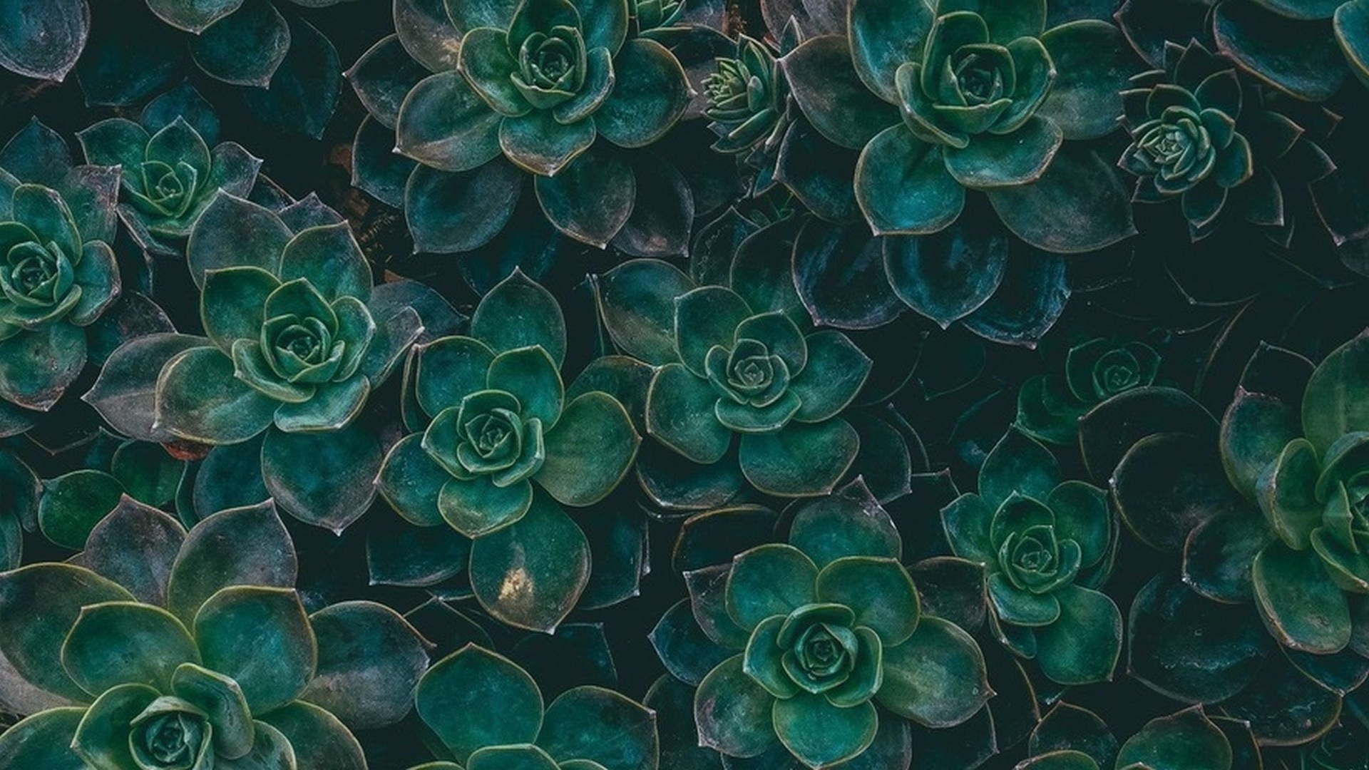 Vừa tươi mới vừa sang trọng, Green Aesthetic Wallpapers là một trong những hình nền độc đáo và thú vị để trang trí cho điện thoại hay máy tính của bạn. Khám phá các hình ảnh liên quan để tìm kiếm những bức ảnh tuyệt đẹp, để giúp bạn tạo ra không gian sống thật bắt mắt.