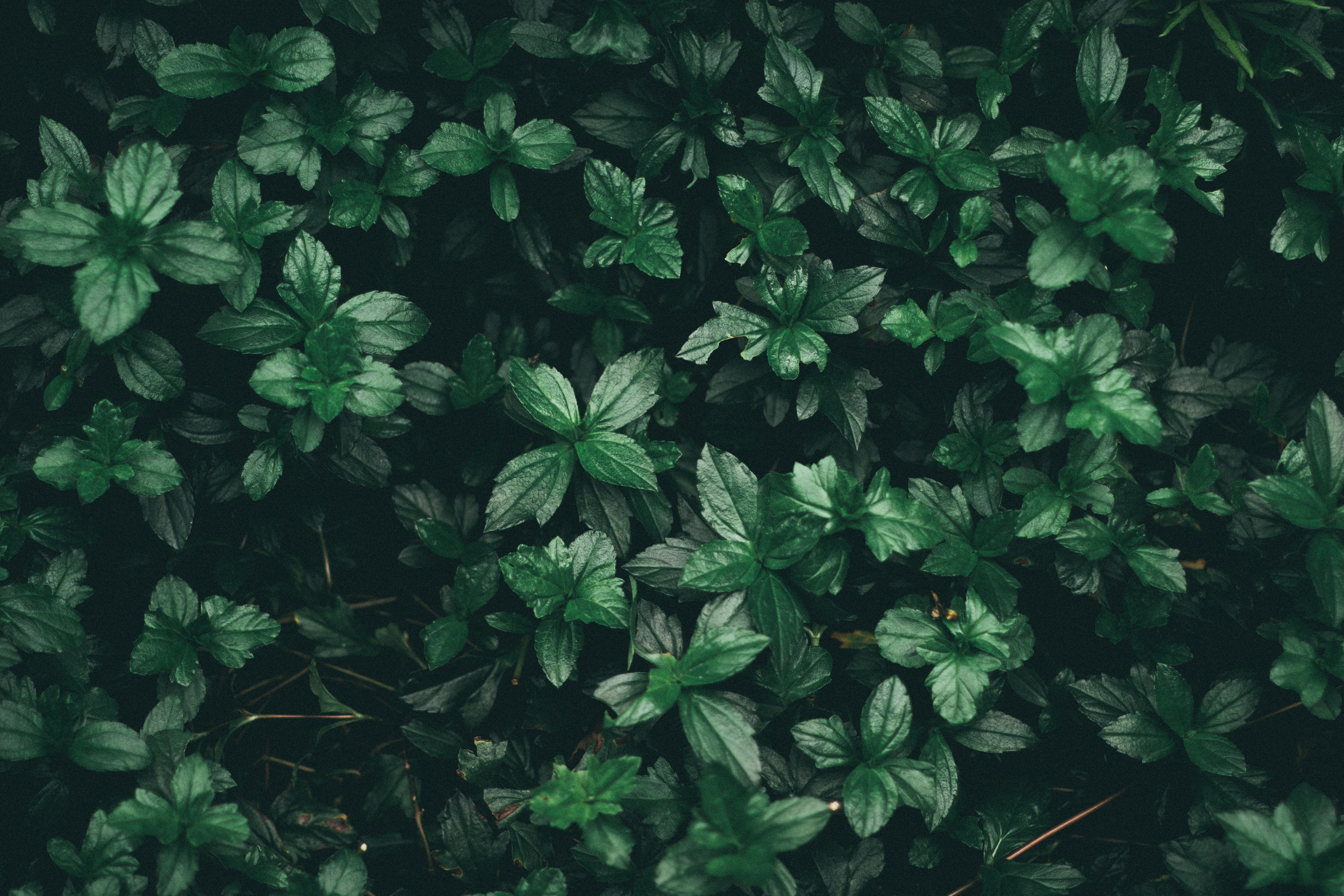 Green Aesthetic Wallpapers HD Free download 