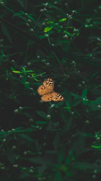 Green Background Aesthetic Butterfly.