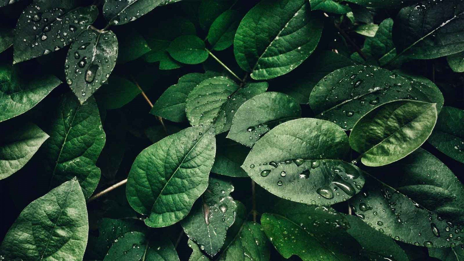 Free download Green Backgrounds Aesthetic 