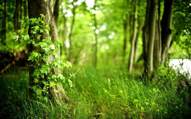 Green Cool Forest Background.