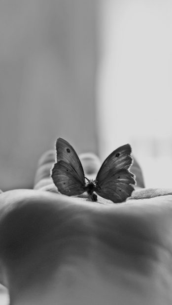 Grey Wallpaper Aesthetic HD Butterfly.