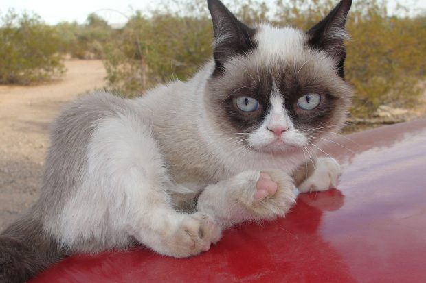 Grumpy Cat Pictures Free Download.