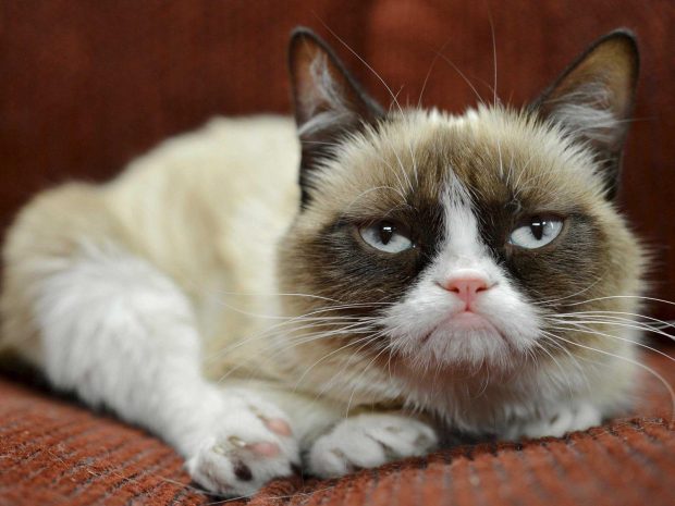 Grumpy Cat Wallpapers Computer.