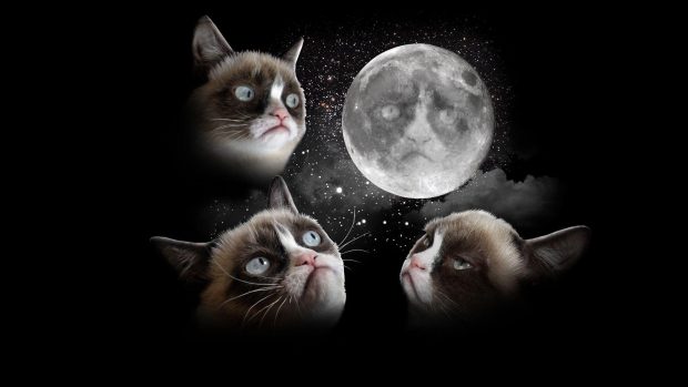 Grumpy Cat Wallpapers High Quality.