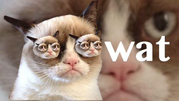 Grumpy Cat Wallpapers High Resolution.