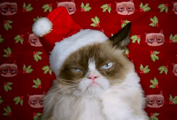 Grumpy Cat Wide Screen Wallpapers HD.