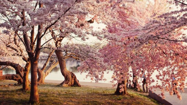 HD Background Cherry Blossom.